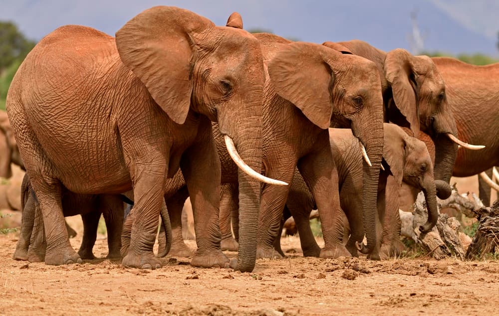 Parque Nacional de Tsavo East